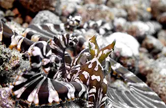 Plongée muck Bonnet Corner